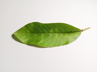 Obraz premium A Beautiful Fresh Tree Leaf In The Garden