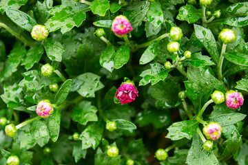 Green bush with bright pink flowers. Large beautiful weigela flowers