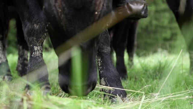 Kuh steth auf der Weide und frisst frisches Gras in der Wiese. 4K 10 Bit super slow motion