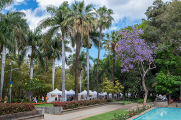 Obraz premium Jardines y paseos en el Parque García Sanabria en el centro urbano de la ciudad de Santa Cruz de Tenerife, Canarias