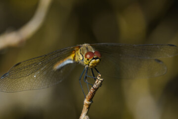 Dragonfly 