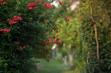 Pnącze Milin czerwony kwiaty ogrodowe - obrazy, fototapety, plakaty
