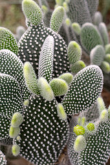 Green opuntia cactuses - houseplant and agriculture