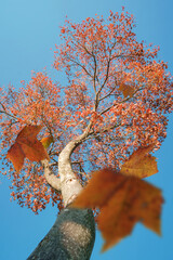 Autumn scene, the falling color leaves of a plane tree