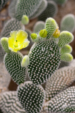 The cactuses with Yellow flowers