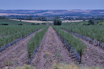 Recently planted olive grove in parallel lines with mountains on the horizon.