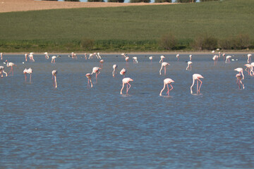 Landscape with a lagoon full of flamingos with trees and grass on the horizon. Scientific name Phoenicopterus.