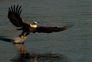 Bald Eagle Snatch and Grab