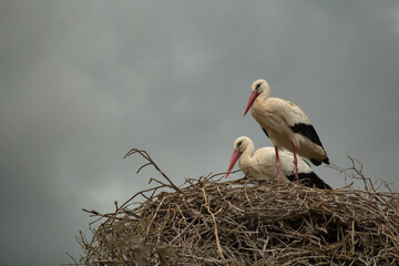 Pair of storks standing on a nest with a cloudy sky in the background on a rainy day. Scientific name ciconia ciconia.