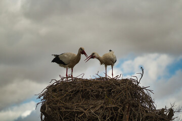 Pair of storks courting, standing on a nest with a cloudy sky in the background on a rainy day. Scientific name ciconia ciconia.
