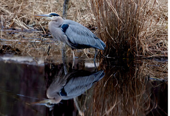 Great Blue Heron reflection 