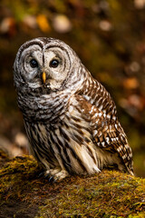 Barred Owl perched on a log in the forest.