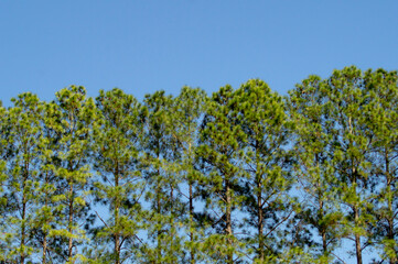 row of pine trees lined with blue sky in the background