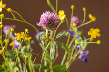 Bouquet of wild flowers on brown background, healing plant collection, still life composition