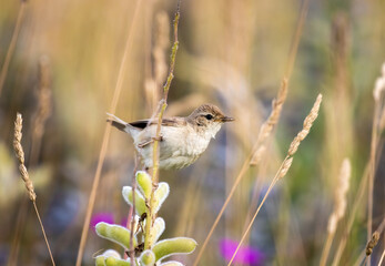Booted warbler on a grass