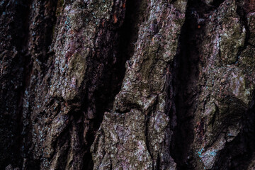 Embossed texture of the brown bark of a tree with green moss and lichen on it. Expanded circular panorama of the bark of an oak. Tree bark texture pattern, old maple wood trunk as background
