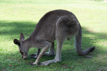 kangaroo and baby