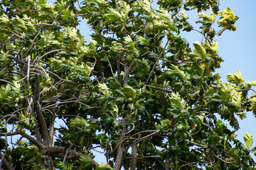 A view of a breadfruit tree or artocarpus altilis ggrowing as the leaves blow in the blue sky.