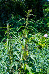 Canadian nettle herbs is medicinal plan