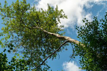 Top of deciduous tree