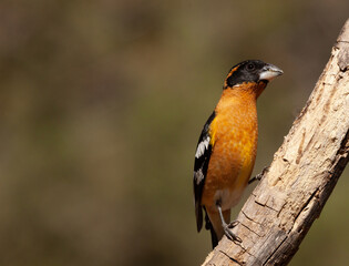 Black-headed Grosbeak perched on a limb.