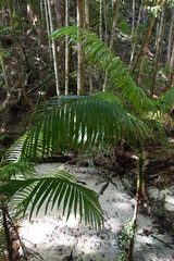 Naklejka premium tropical forest with palm trees
