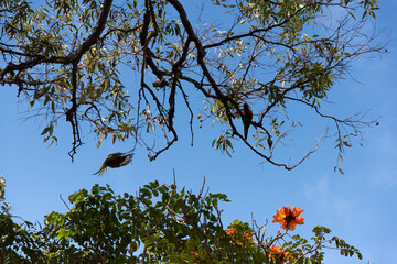 birds on a tree