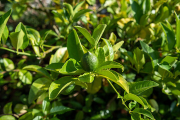 close up of a green plant