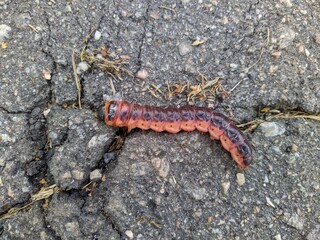 large caterpillar on the asphalt at daytime in summer closeup photo.