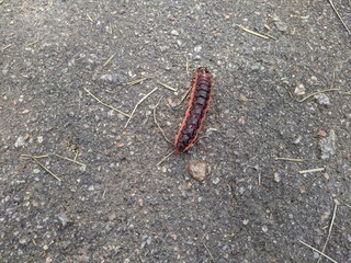 large caterpillar on the asphalt at daytime in summer closeup photo.