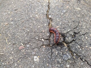 large caterpillar digs in the asphalt in the daytime in summer closeup photo.