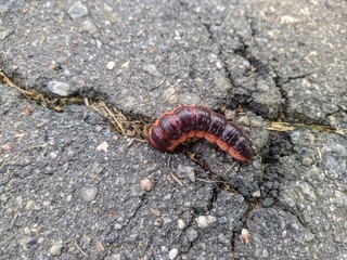 large caterpillar digs in the asphalt in the daytime in summer closeup photo.