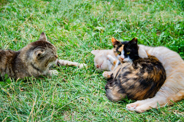 Naklejka na ściany i meble The cat family is lying on the grass