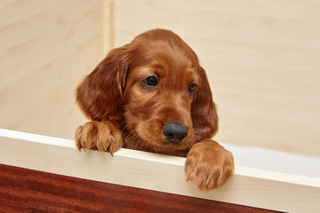 brown Irish setter puppy in a wooden den
