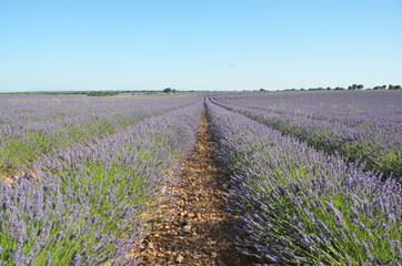 Fototapeta na wymiar A lavender plantation as far as the eye can see, with blue sky.