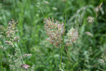 a flowering orchard grass in a meadow