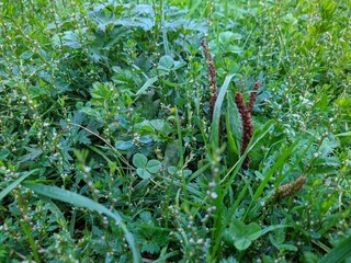 different green grass in the summer season in the meadow.