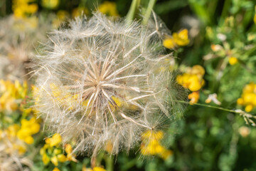 the fluffy seeds of a rough hawksbeard