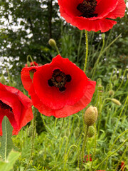 The red poppy is growing in the field.