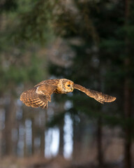 Young Tawny Owl (Strix Aluco) in flight through a forest