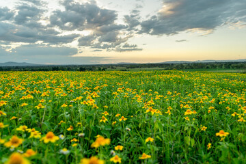 Campo de flores amarillas con nubes en el cielo