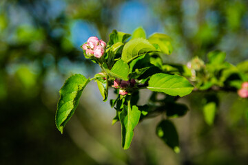 A branch of an apple tree, strewn with buds of unopened flowers