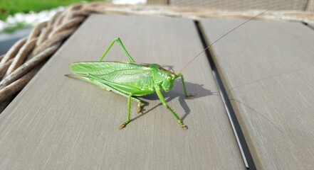 gros plan sur une  grande sauterelle verte