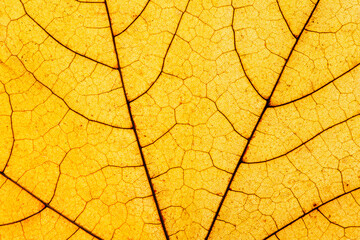 Fototapeta premium Macro photo of Autumn Foliage. Yellow Maple Leaf texture close up.
