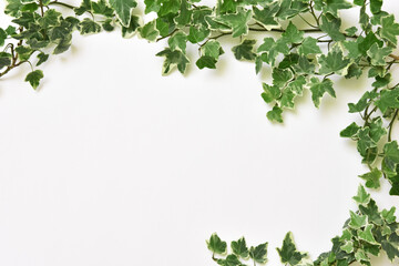 Botanical frame : Ivy on a white background.