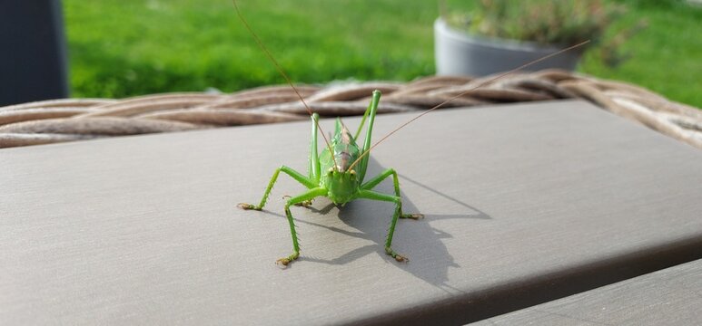 gros plan sur grosse sauterelle verte