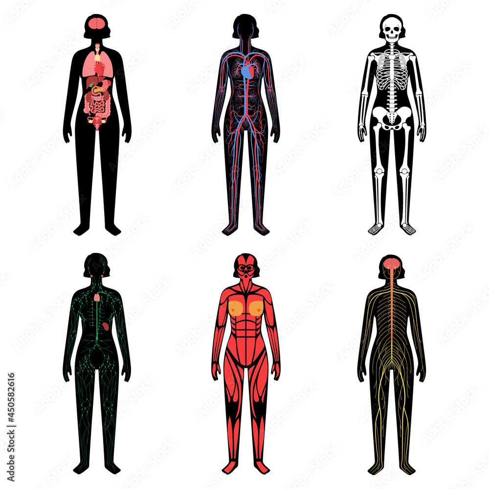 Canvas Prints Human body systems