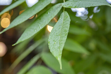 Green plant leaf with water drops and morning dew after watering or rain