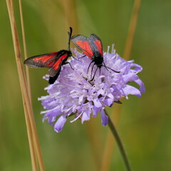 Close-up of black and red colored insets feeding nectar on a violet meadow flower on a sunny day