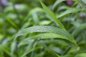Green plant leaf with water drops and morning dew after watering or rain